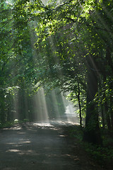 Image showing Ground road crossing old deciduous forest