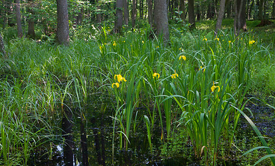 Image showing Flowering Yellow Water Flag bunch against sunrising light