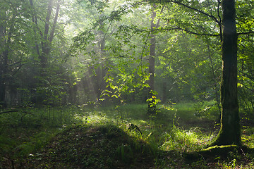 Image showing Summer morning with mist and light in forest