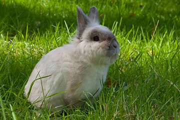 Image showing White domestic rabbit 