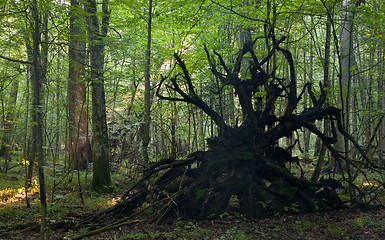 Image showing Broken tree roots partly declined