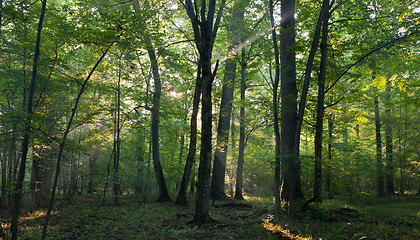 Image showing Sunrise light entering old deciduous stand