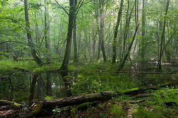 Image showing Summer midday in wet deciduous stand of Bialowieza Forest