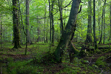 Image showing Deciduous stand in morning