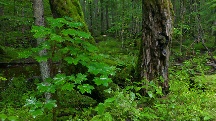 Image showing Juvenile maple tree against old moss wrapped trunks