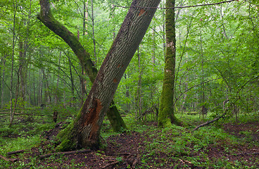 Image showing Old oak and hornbeam in natural late summer