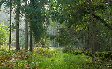 Image showing Path crossing autumnal stand of Bialowieza Forest