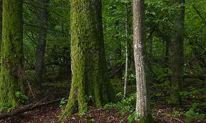 Image showing Deciduous forest with old tree moss wrapped