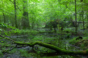Image showing Deciduous stand of Bialowieza Forest in summer