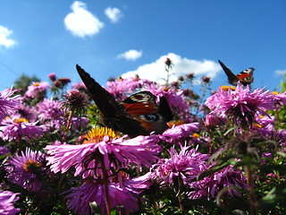 Image showing The butterflies of peacock eye