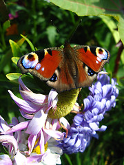 Image showing The peacock eye