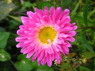 Image showing The flower of red beautiful aster