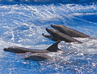 Image showing Dolphin