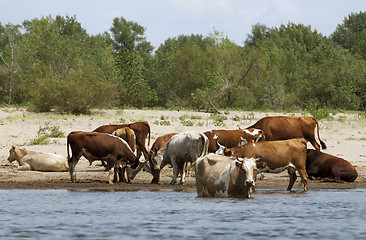 Image showing Cows at a riverbank