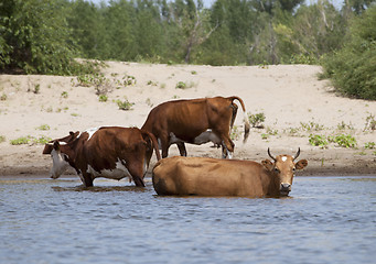 Image showing Cows at a riverbank