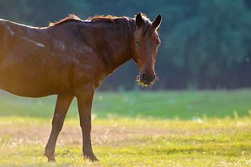 Image showing A wild horse head profile portrait