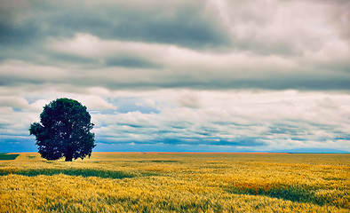 Image showing Summer landscape