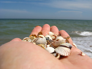 Image showing a palm full of shells on beside the sea