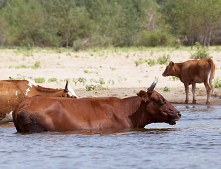 Image showing Cows at a riverbank