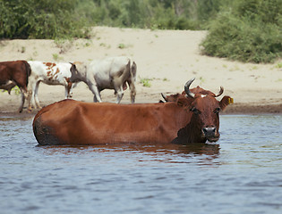 Image showing Cows at a riverbank