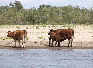 Image showing Cows at a riverbank