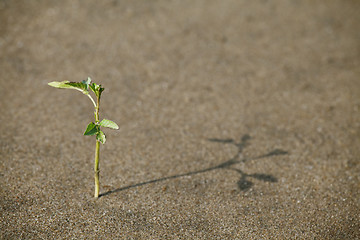 Image showing Sprout in the sand