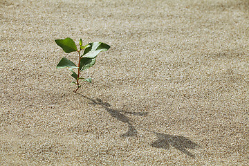 Image showing Sprout in the sand