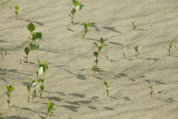 Image showing Sprouts in the sand