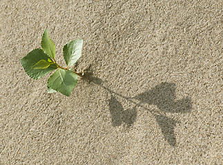 Image showing Sprout in the sand