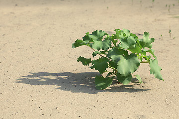 Image showing Plant in the sand