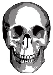 Image showing Monochrome graphics - human skull