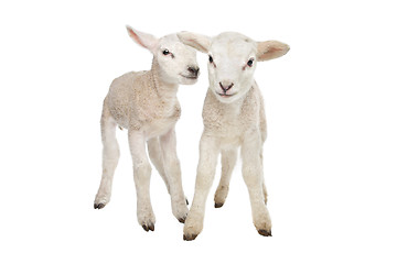 Image showing Two little lambs