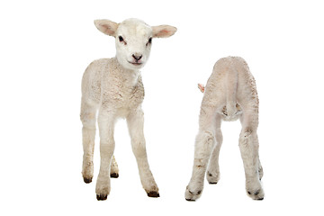 Image showing Two little lambs
