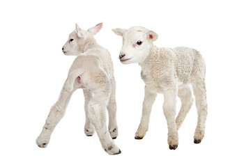 Image showing Two little lambs