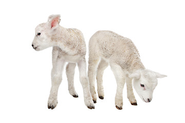 Image showing Two little lambs