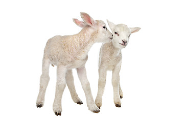 Image showing Two little lambs