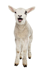 Image showing Lamb