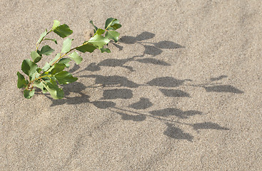 Image showing Sprout in the sand