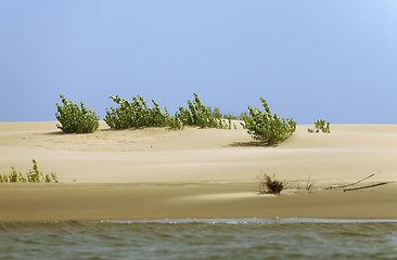 Image showing Sprout in the sand