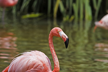 Image showing Flamingo