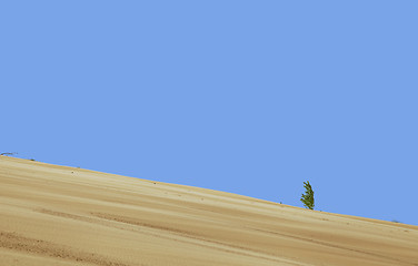 Image showing Lonely plant in the desert