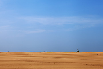 Image showing Lonely plant in the desert