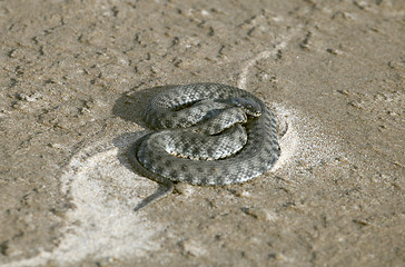 Image showing Viper on sand