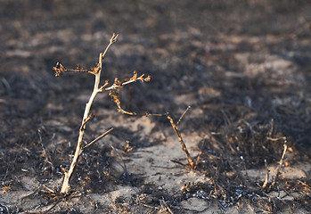 Image showing After the forest fire