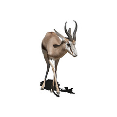 Image showing Antelope Baby