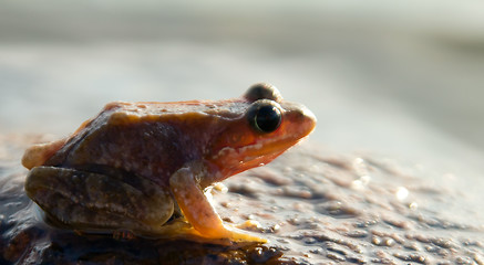 Image showing brown frog