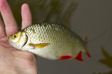 Image showing the big Baltic redeye