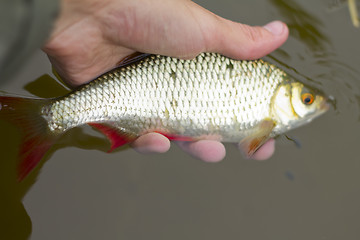 Image showing the big Baltic redeye