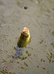 Image showing the big Baltic redeye