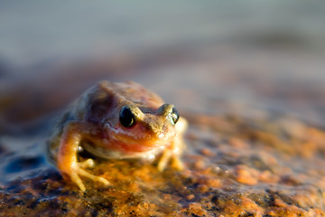 Image showing brown frog